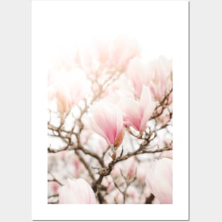 Blooming Magnolia flowers Posters and Art